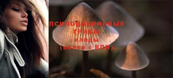шишки Тайга