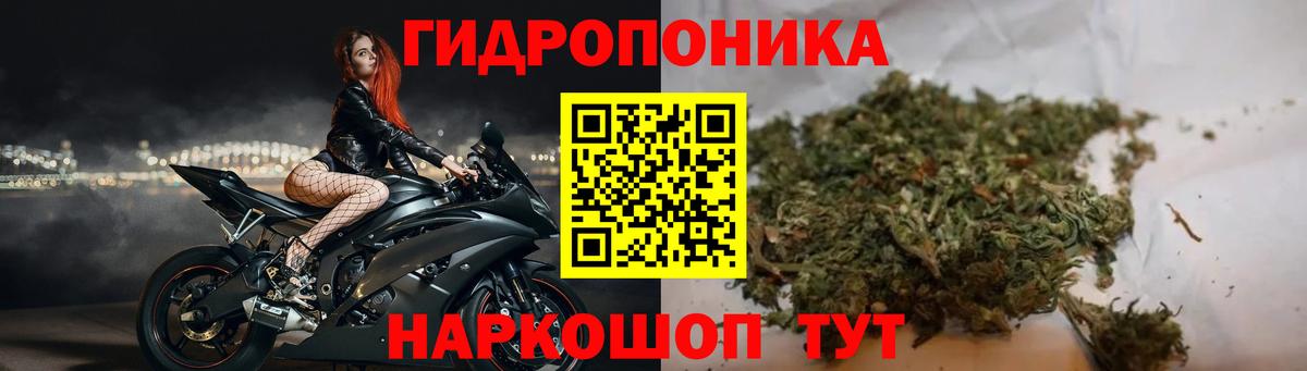 Каннабис индика Видное